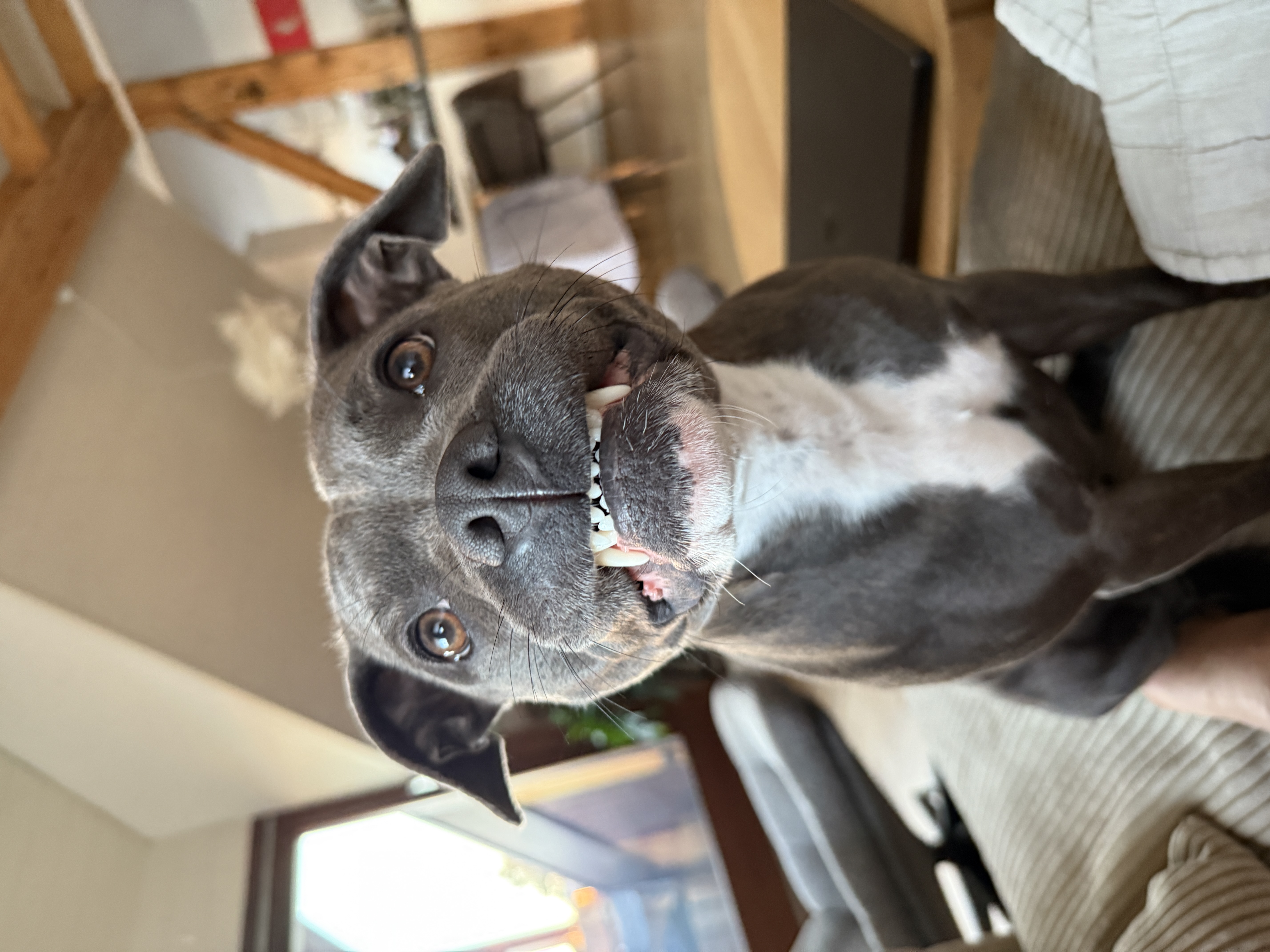 Staffordshire Bullterrier Porträt